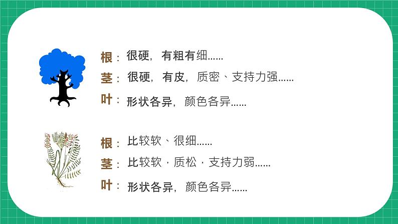 【核心素养】冀教版小学科学三年级下册    2.树与草  课件+教案(含教学反思)08