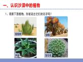 苏教版小学科学三年级下册第二单元《6.沙漠中的植物》课件+教案+视频+作业