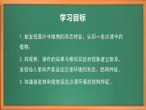 苏教版小学科学三年级下册第二单元《6.沙漠中的植物》课件+教案+视频+作业