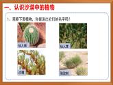苏教版小学科学三年级下册第二单元《6.沙漠中的植物》课件+教案+视频+作业