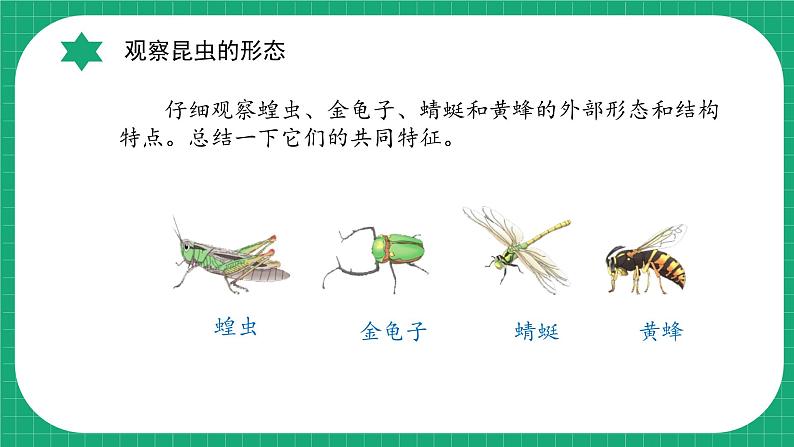 【核心素养】冀教版小学科学三年级下册   5.昆虫     课件+教案(含教学反思)08