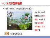 苏教版小学科学三年级下册第二单元《7.水里的植物》课件+教案+视频+作业