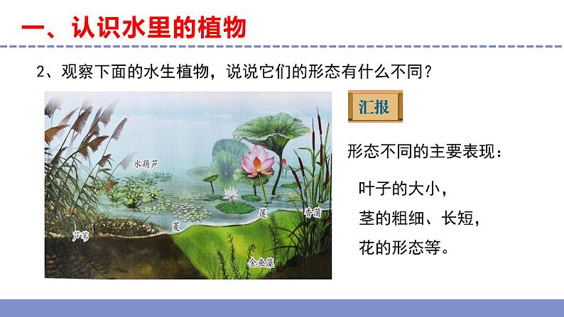 苏教版小学科学三年级下册第二单元《7.水里的植物》课件+教案+视频+作业05