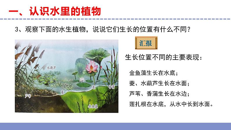 苏教版小学科学三年级下册第二单元《7.水里的植物》课件+教案+视频+作业06