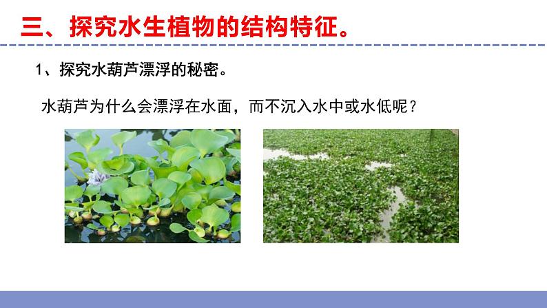 苏教版小学科学三年级下册第二单元《7.水里的植物》课件+教案+视频+作业08