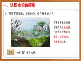 苏教版小学科学三年级下册第二单元《7.水里的植物》课件+教案+视频+作业