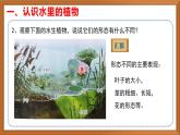 苏教版小学科学三年级下册第二单元《7.水里的植物》课件+教案+视频+作业