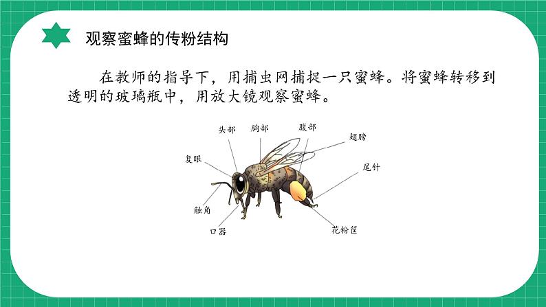 冀教版小学科学三年级下册    10.蜜蜂传粉    课件第7页