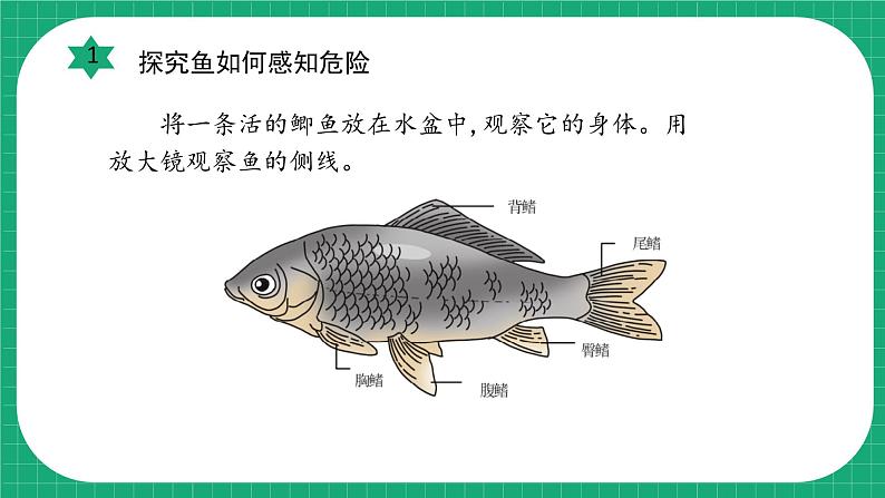 【核心素养】冀教版小学科学三年级下册   9.动物的特殊感官     课件+教案(含教学反思)07