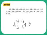 【核心素养】冀教版小学科学三年级下册   7.燕子南飞     课件+教案(含教学反思)