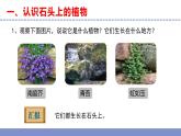 苏教版小学科学三年级下册第二单元《8.石头上的植物》课件+教案+视频+作业