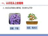 苏教版小学科学三年级下册第二单元《8.石头上的植物》课件+教案+视频+作业