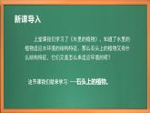 苏教版小学科学三年级下册第二单元《8.石头上的植物》课件+教案+视频+作业