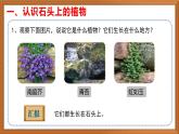 苏教版小学科学三年级下册第二单元《8.石头上的植物》课件+教案+视频+作业