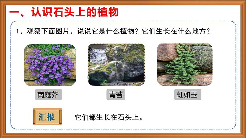 苏教版小学科学三年级下册第二单元《8.石头上的植物》课件+教案+视频+作业04