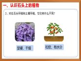 苏教版小学科学三年级下册第二单元《8.石头上的植物》课件+教案+视频+作业