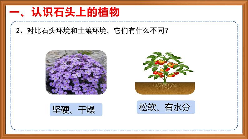 苏教版小学科学三年级下册第二单元《8.石头上的植物》课件+作业设计+视频第5页