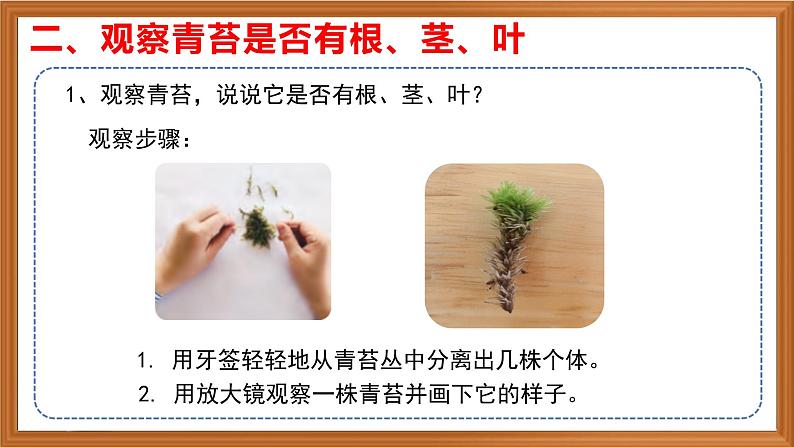 苏教版小学科学三年级下册第二单元《8.石头上的植物》课件+教案+视频+作业07