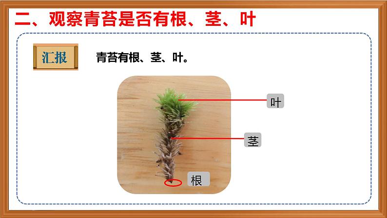 苏教版小学科学三年级下册第二单元《8.石头上的植物》课件+作业设计+视频第8页