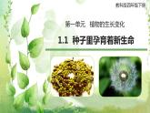 教科版科学四年级下册 1.1 种子里孕育着新生命 同步课件+教案+音视频素材