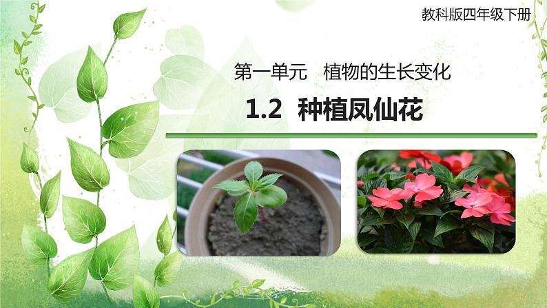 教科版科学四年级下册 1.2 种植凤仙花 同步课件+教案+音视频素材01