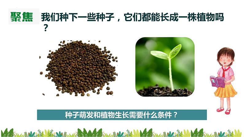 教科版科学四年级下册 1.2 种植凤仙花 同步课件+教案+音视频素材03