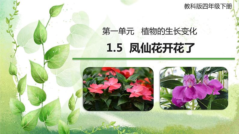 教科版科学四年级下册 1.5 凤仙花开花了 同步课件+教案+音视频素材01