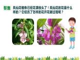 教科版科学四年级下册 1.5 凤仙花开花了 同步课件+教案+音视频素材