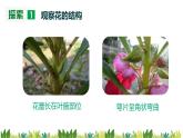 教科版科學四年級下冊 1.5 鳳仙花開花了 同步課件+教案+音視頻素材