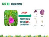 教科版科学四年级下册 1.5 凤仙花开花了 同步课件+教案+音视频素材