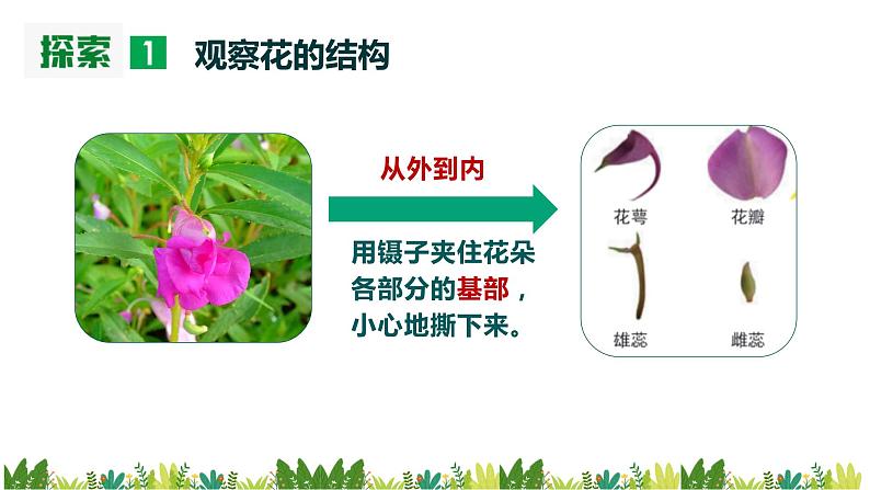 教科版科学四年级下册 1.5 凤仙花开花了 同步课件+教案+音视频素材04