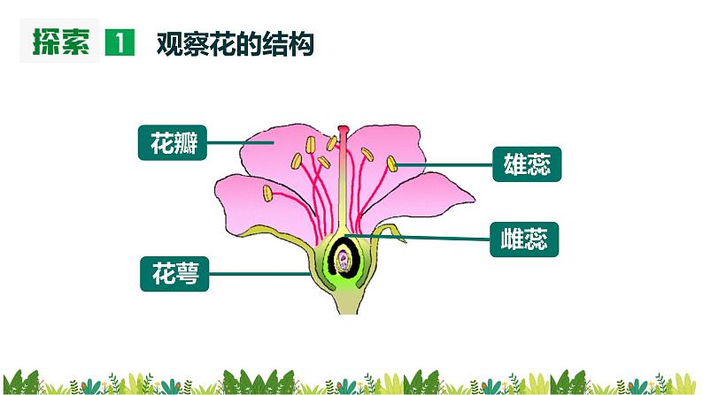 教科版科学四年级下册 1.5 凤仙花开花了 同步课件+教案+音视频素材06