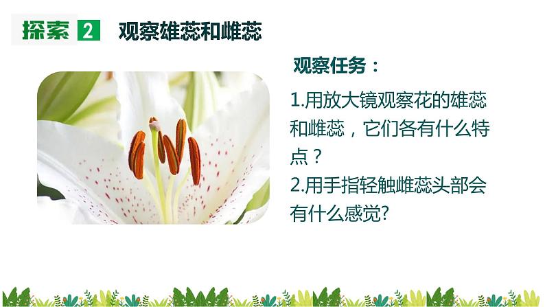 教科版科学四年级下册 1.5 凤仙花开花了 同步课件+教案+音视频素材07