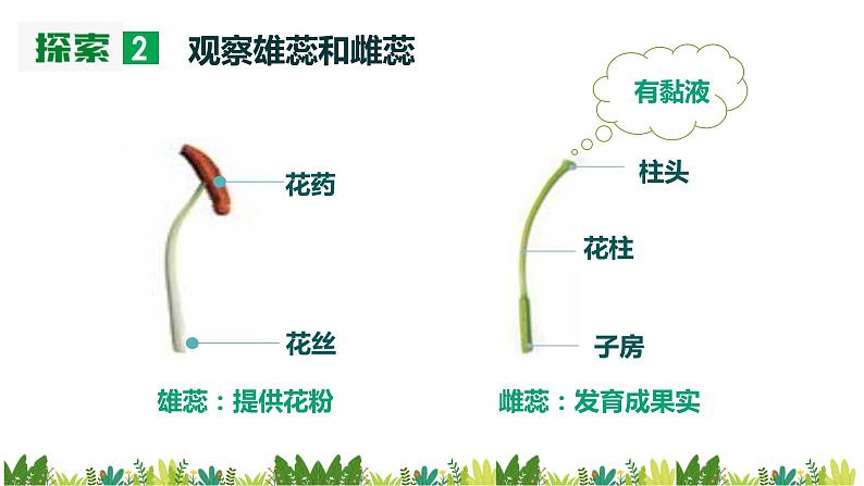 教科版科学四年级下册 1.5 凤仙花开花了 同步课件+教案+音视频素材08