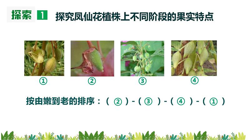 教科版科学四年级下册 1.6 果实和种子 同步课件+教案04