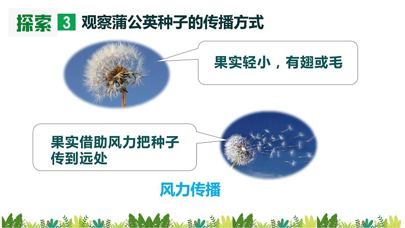 教科版科学四年级下册 1.7 种子的传播 同步课件+教案+音视频素材08