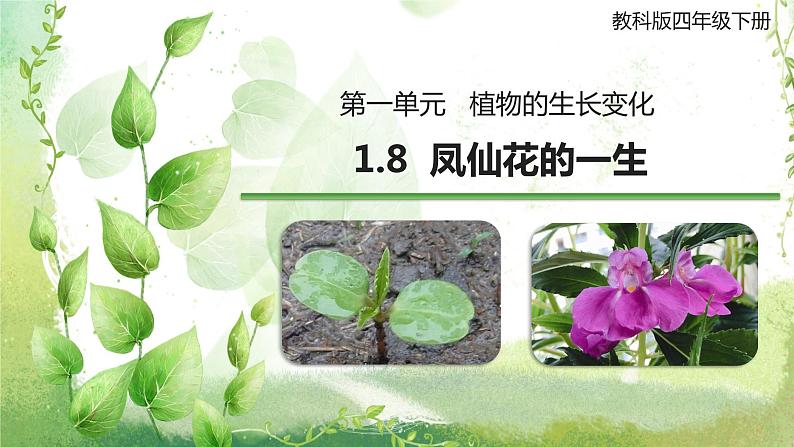 教科版科学四年级下册 1.8 凤仙花的一生 同步课件+教案+音视频素材01