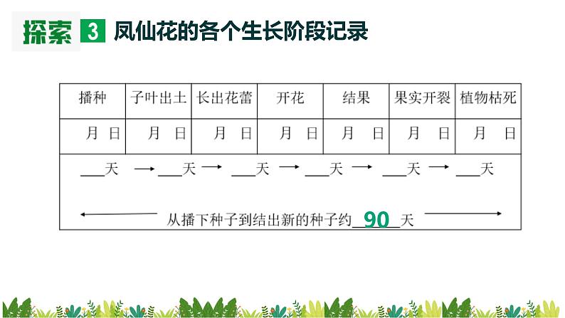 教科版科学四年级下册 1.8 凤仙花的一生 同步课件+教案+音视频素材07