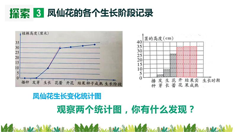 教科版科学四年级下册 1.8 凤仙花的一生 同步课件+教案+音视频素材08