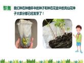教科版科学四年级下册 1.3 种子长出了根 同步课件+教案+音视频素材