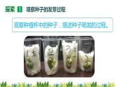 教科版科学四年级下册 1.3 种子长出了根 同步课件+教案+音视频素材