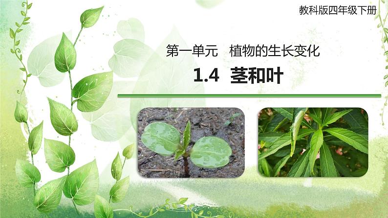 教科版科学四年级下册 1.4 茎和叶 同步课件+教案+音视频素材01