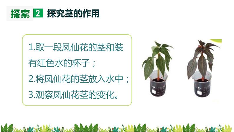 教科版科学四年级下册 1.4 茎和叶 同步课件+教案+音视频素材07