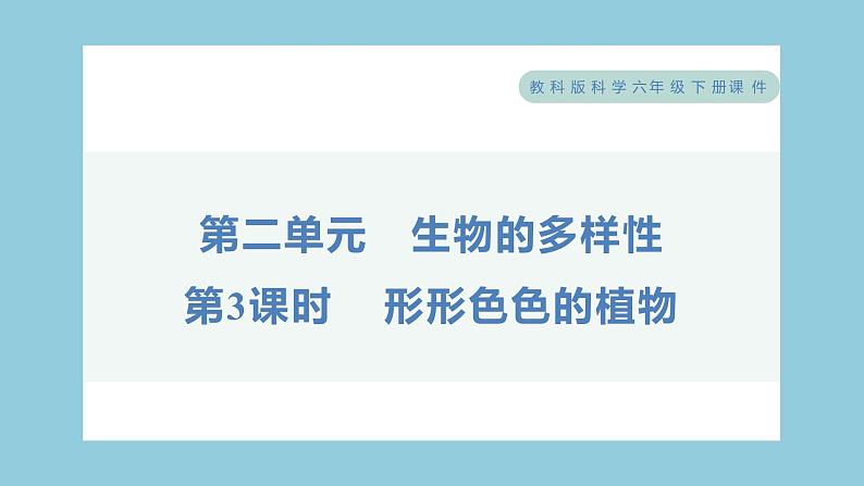 2.3 形形色色的植物（习题课件）-2023-2024学年科学六年级下册教科版01