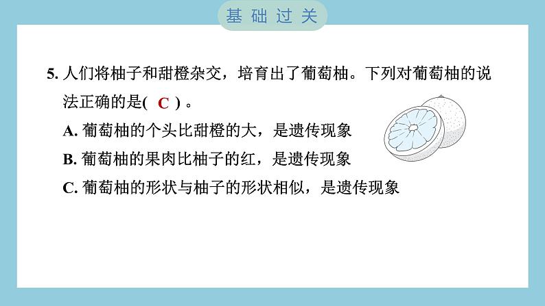 2.3 形形色色的植物（习题课件）-2023-2024学年科学六年级下册教科版06