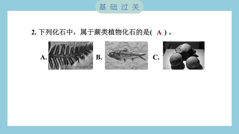 2.6 古代生物的多样性（习题课件）-2023-2024学年科学六年级下册教科版第3页