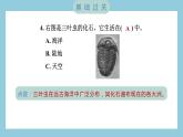 2.6 古代生物的多样性（习题课件）-2023-2024学年科学六年级下册教科版