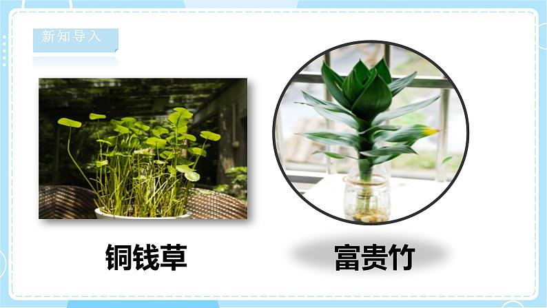 【湘科版】二下科学  2.1 植物角 课件+教案+素材04