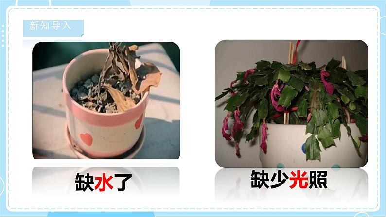 【湘科版】二下科学  2.1 植物角 课件+教案+素材05