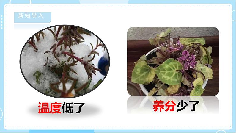 【湘科版】二下科学  2.1 植物角 课件+教案+素材06